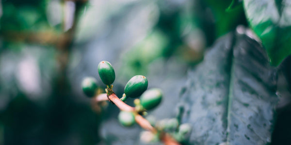 why Caffeine is in Coffee