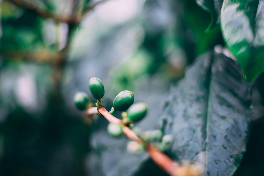 why Caffeine is in Coffee