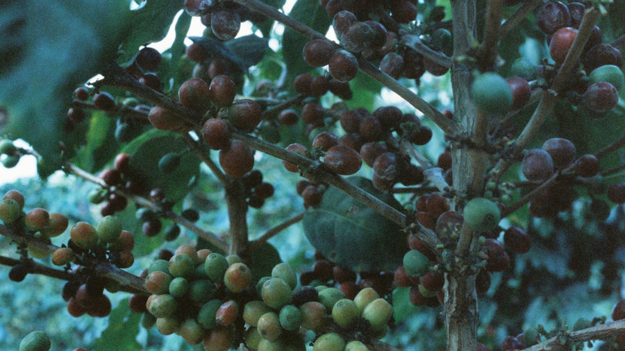 Why Coffee Is Naturally Caffeinated